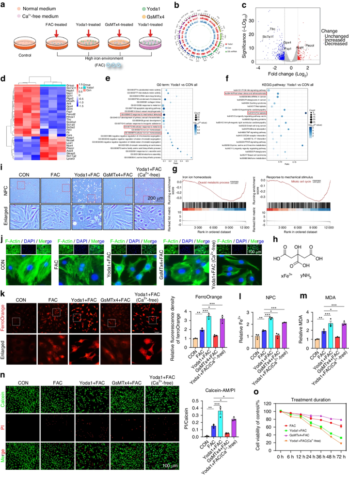 Piezo1 通道通過介導(dǎo)機(jī)械應(yīng)力誘導(dǎo)的鐵內(nèi)流來加劇髓核細(xì)胞的鐵死亡