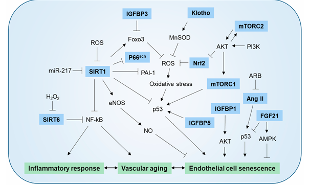 血管衰老中调控内皮细胞衰老的因素与通路 血管衰老中调控内皮细胞衰老的因素与通路