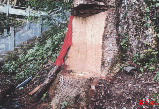2600岁“古楠木王”被盗割，人类社会的贪婪容不下一棵老树-墨铺