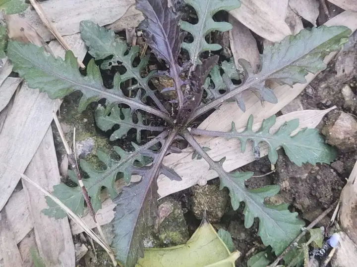 野菜的种类和图片大全名称（38种野菜图片大全）