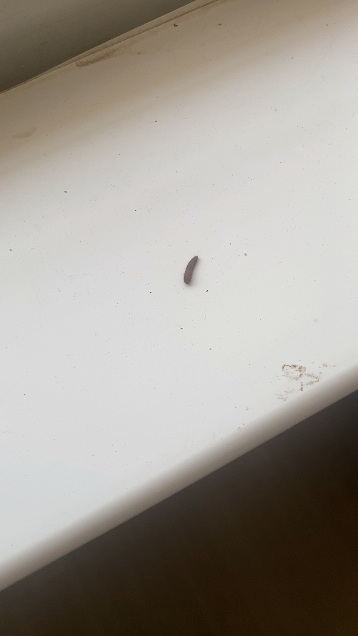 家里发现棕色偏黑蠕动的虫子是什么?