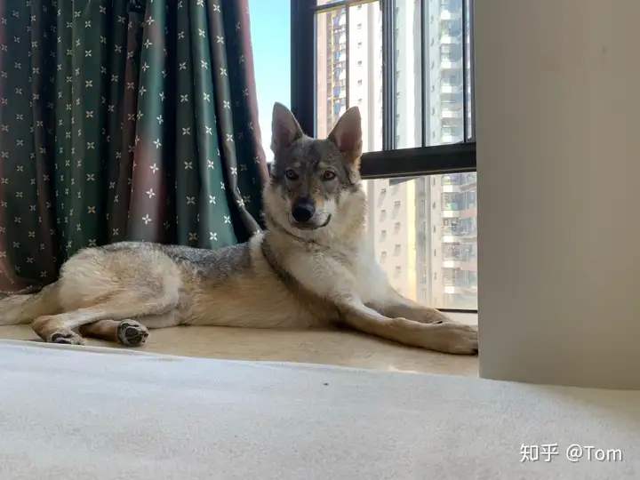 养捷克狼犬是怎样一种体验？”