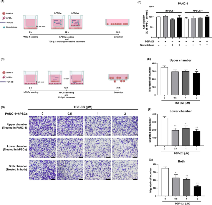 轉(zhuǎn)化生長(zhǎng)因子-β2(TGF-β2)的下調(diào)增強(qiáng)胰腺癌對(duì)吉西他濱的化療敏感性并減少轉(zhuǎn)移 轉(zhuǎn)化生長(zhǎng)因子-β2(TGF-β2)的下調(diào)增強(qiáng)胰腺癌對(duì)吉西他濱的化療敏感性并減少轉(zhuǎn)移