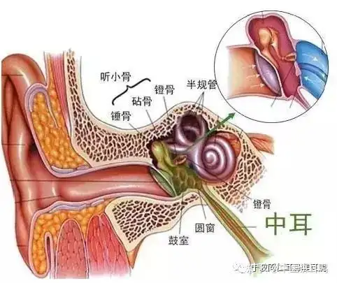 阐耳来盒仪哪——认禁又润炎(图1)