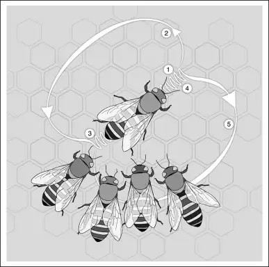 蜜蜂的「8 字舞」到底是如何传递信息的?会有其他舞蹈吗?