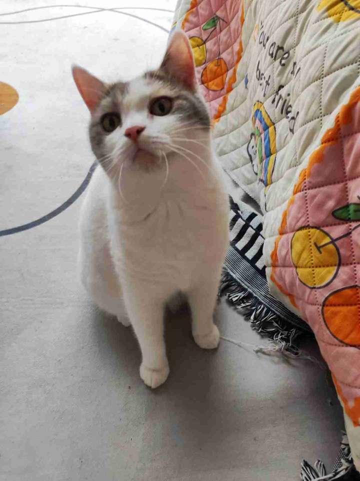 给英短净梵三花(母猫)找配偶,找什么品种的生出来宝宝好看?