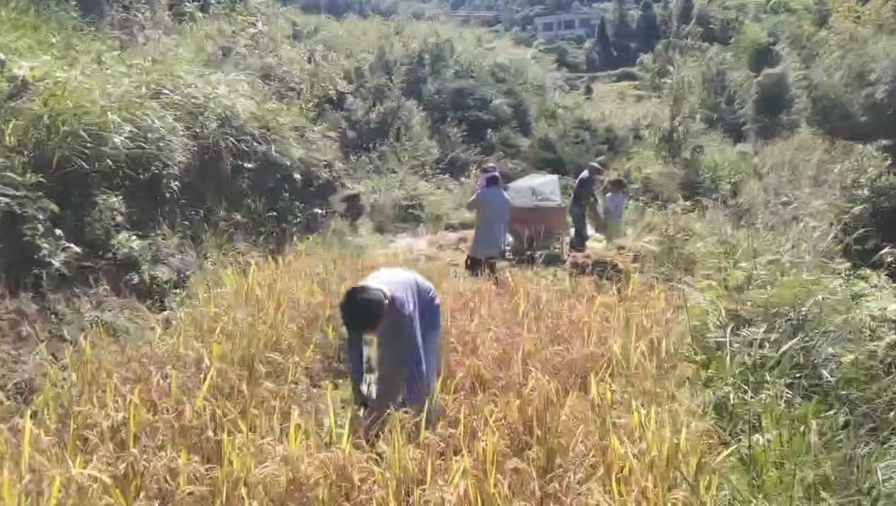 朋友圈的秋收割水稻，10后下田劳动|米娜娜