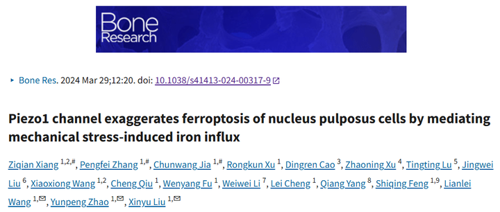 Piezo1 通道通過介導(dǎo)機(jī)械應(yīng)力誘導(dǎo)的鐵內(nèi)流來加劇髓核細(xì)胞的鐵死亡