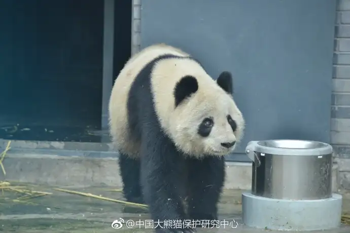 大熊猫放假表演“自挂东南枝”（真龙凌云细支香烟价格表图真龙凌云多少...） 第14张