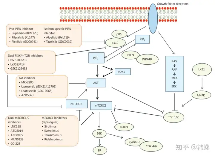 经典信号通路总结——PI3K/AKT/mTOR信号通路？ - 知乎
