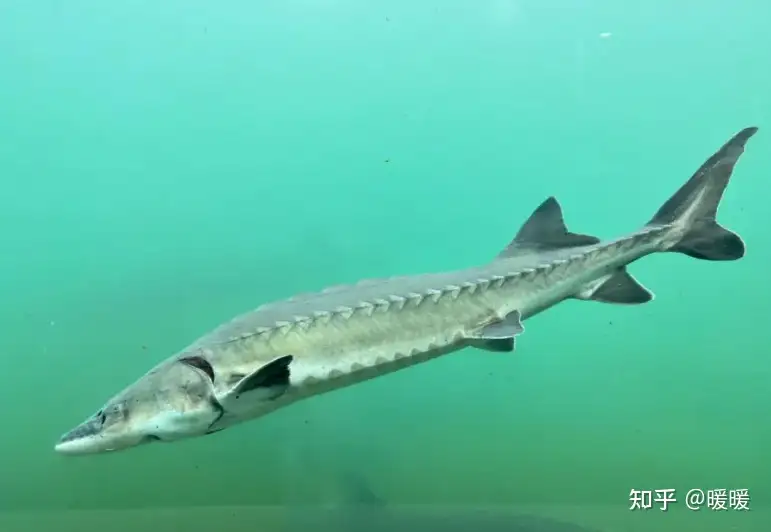 农业农村部报告显示，中华鲟连续 9 年未监测到自然繁殖，会是什么原因导致的？