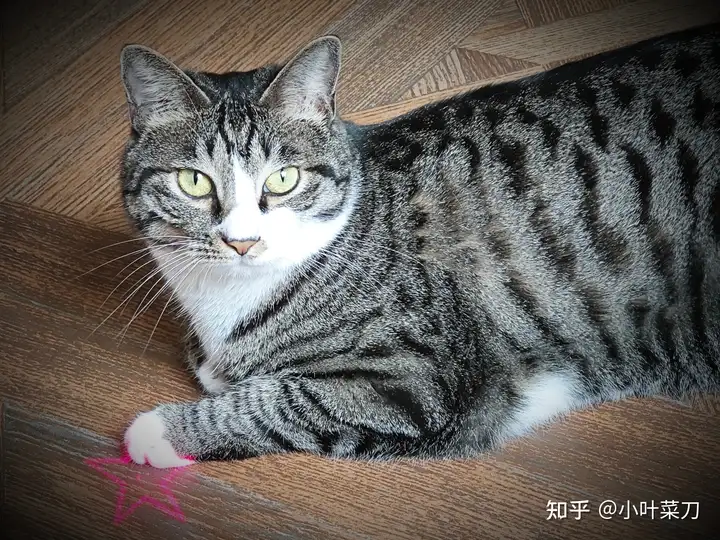 猫不愿意吃药应该如何处理? - 知乎