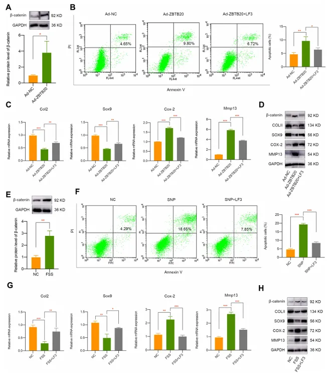 異常流體剪切應力通過 H3K4me3 對 ZBTB20 的表觀遺傳調控促進關節軟骨發病機制