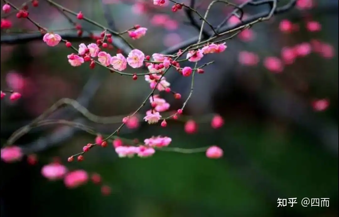 诗词是独属于中国人的浪漫，你最喜欢哪一句呢？ - 四而的回答- 知乎