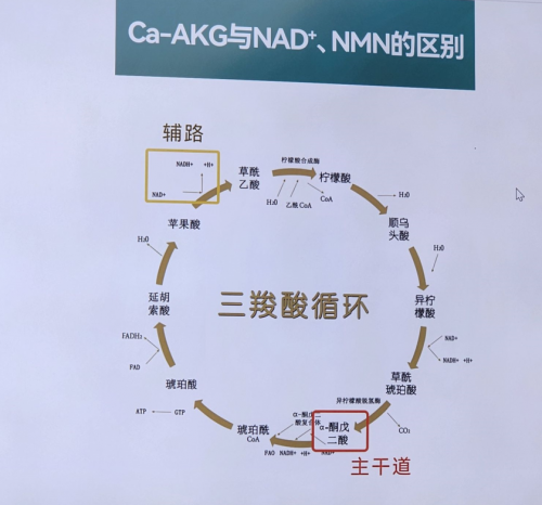 NMN遇冷，“益活新 AKG”却走热，AKG 与 NMN到底有何不同?