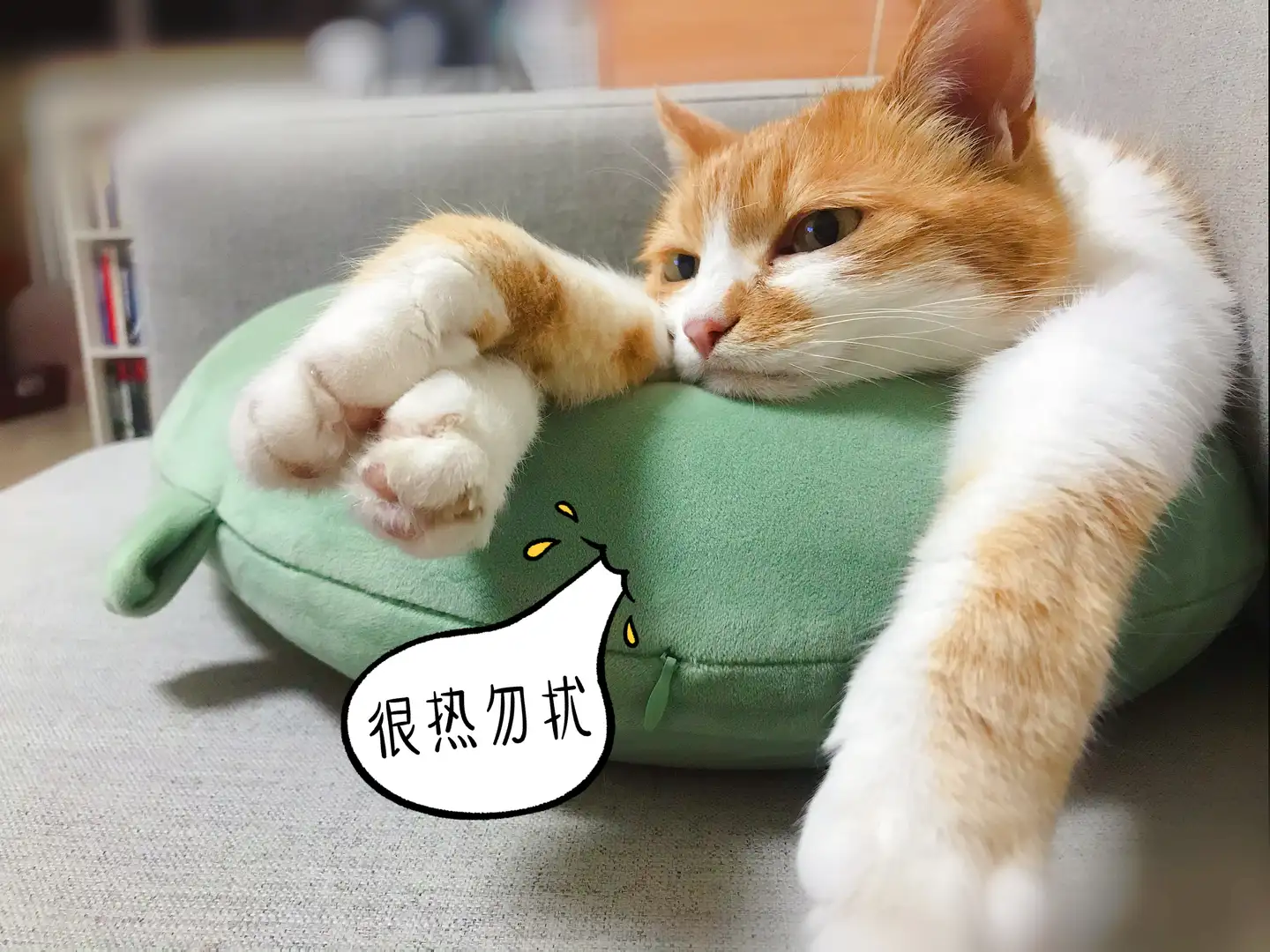 新手养猫需要买哪些装备？ - 知乎