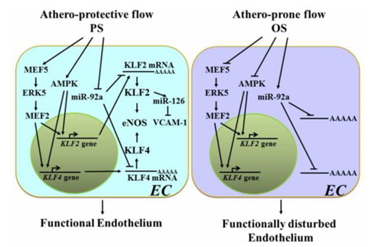 机械敏感型 miR 在内皮细胞对切应力和氧化还原状态响应中的作用 机械敏感型 miR 在内皮细胞对切应力和氧化还原状态响应中的作用