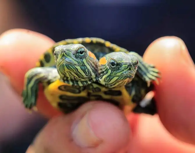 男子养了只「双头小青龟」，两个头还会争抢食物，双头动物在生物学上是怎么形成的？到底哪个脑袋在做主？