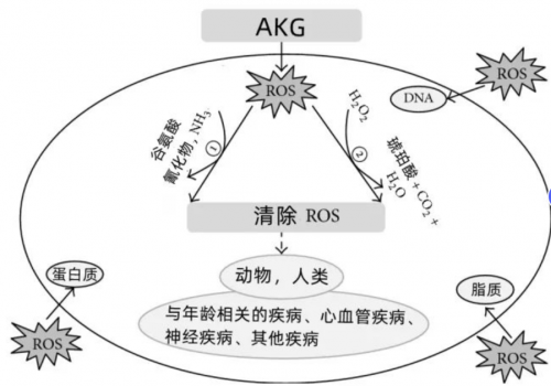 新加披“抗衰国师”力荐！益活新 AKGpro 强势来袭，掀起抗衰领域“新风潮”