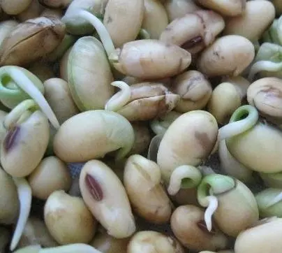 蚕豆豆子发芽可以吃吗? 