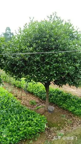 四季常绿的树有什么?