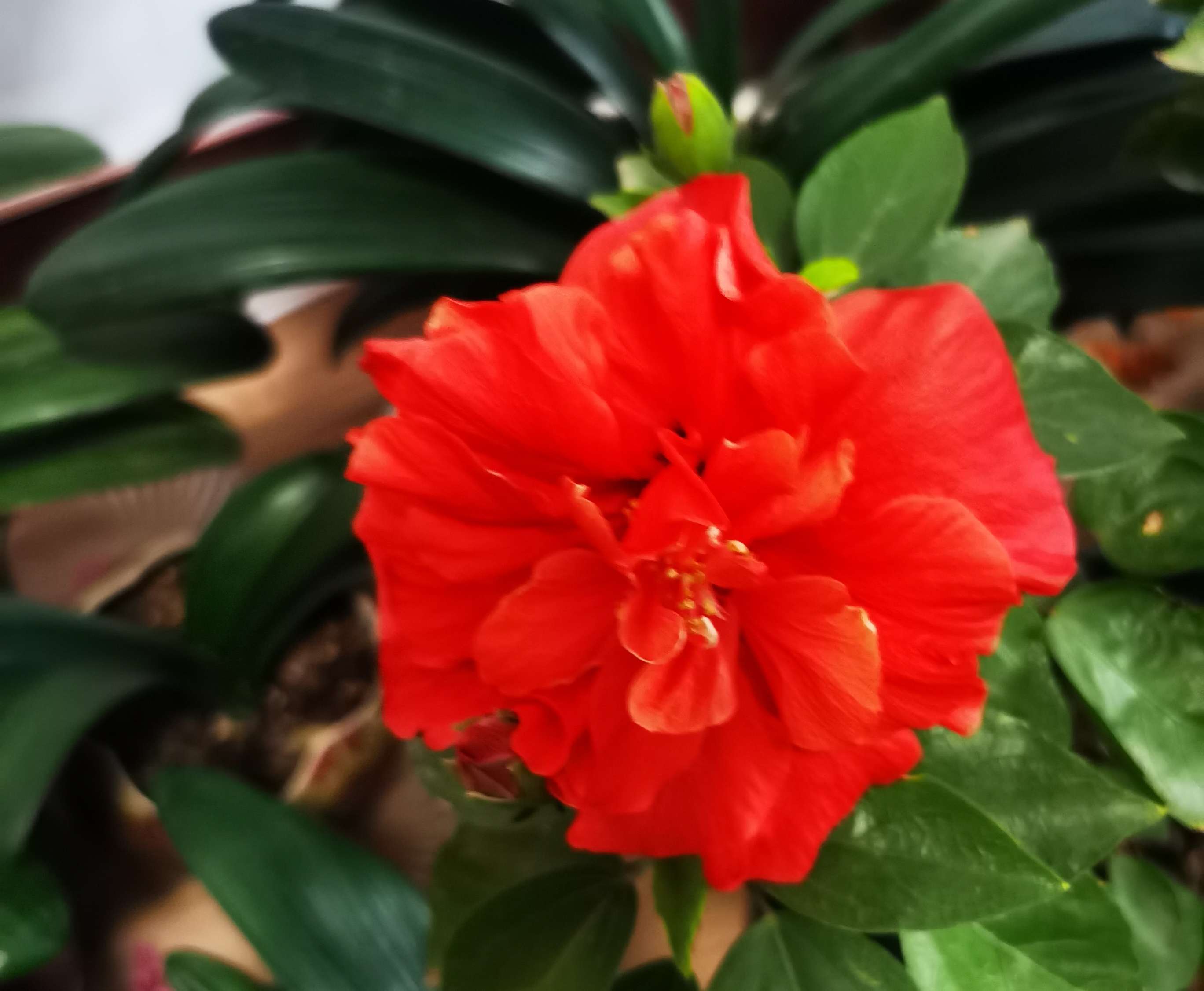 青溪 的想法: 这种花儿叫丹麦木槿,花朵有单瓣的,也有… - 知乎