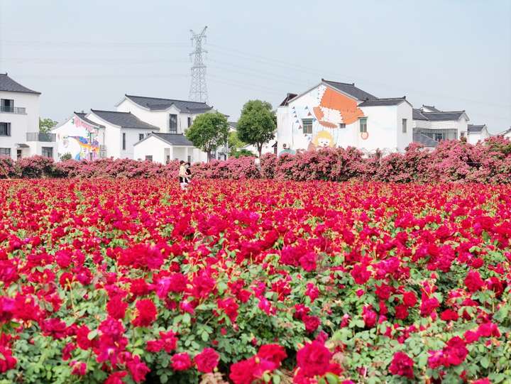 當玫瑰遇見雜技：美棲村的“在地浪漫主義“實驗 ——熙攘人流見證的鄉村振興敘事，藏著都市人渴求的「慢哲學」