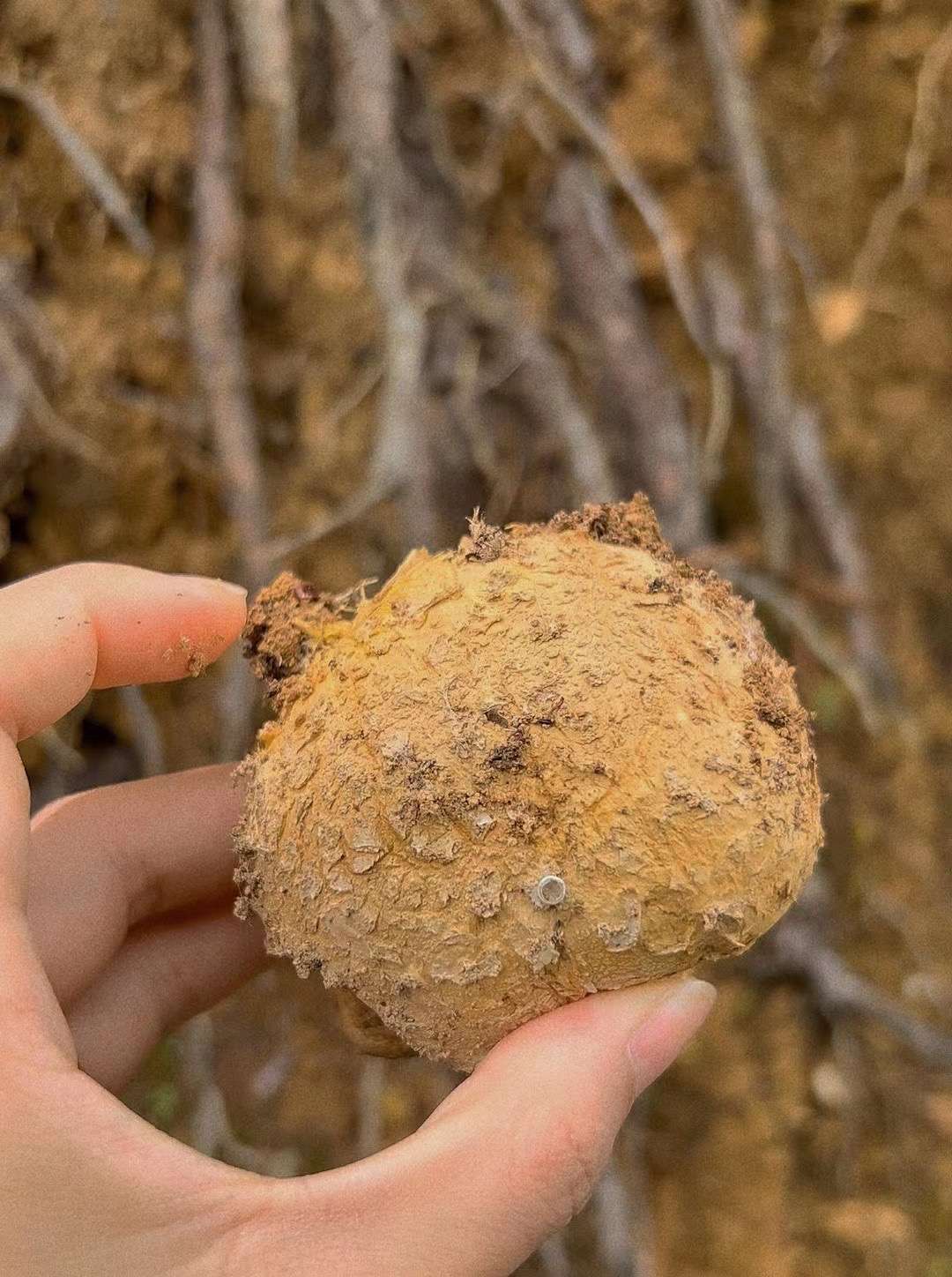 白仪 的想法: 云南野生菌之马屁泡,大部分长在松树林里… - 知乎