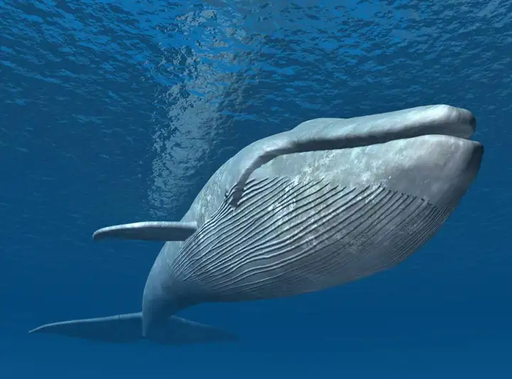 海洋中最大的生物是什么（十大深海巨兽排行榜）