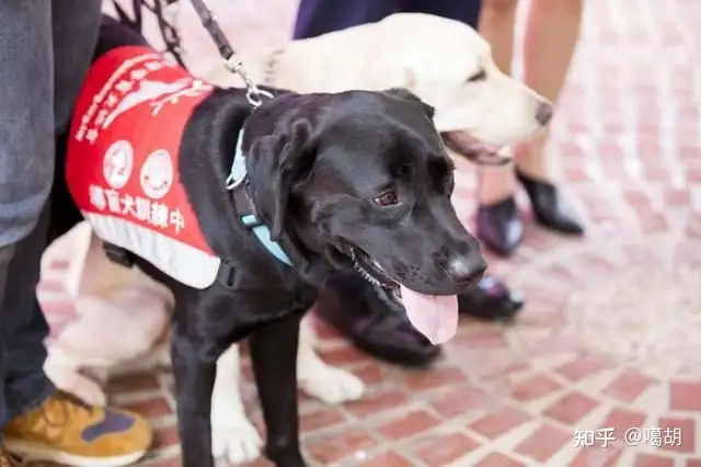 如何向孩子解释导盲犬为什么能认识陌生的路呢？ - 知乎