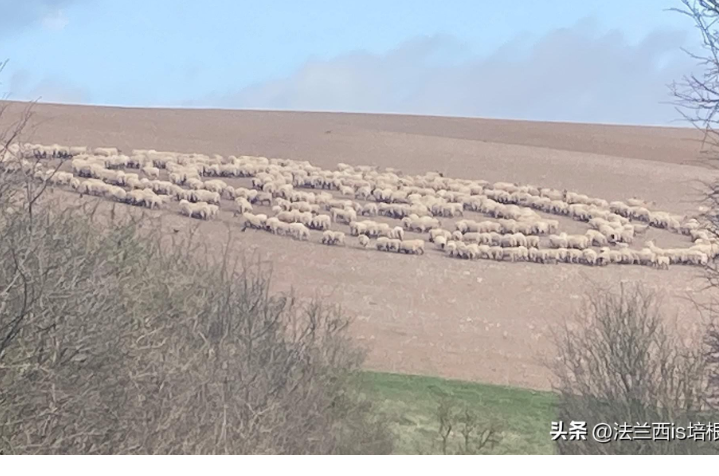 羊转圈圈是怎么回事？羊群转圈是什么征兆