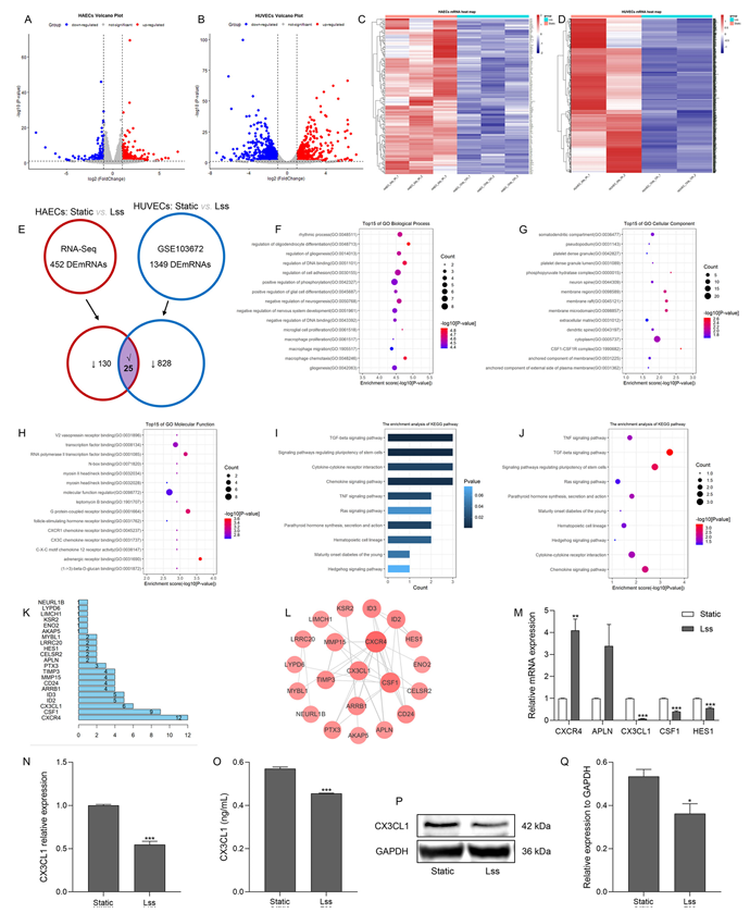 層流剪切應力通過調控 miR - 29b - 3p/CX3CL1 軸減輕單核細胞黏附及動脈粥樣硬化發展 層流剪切應力通過調控 miR - 29b - 3p/CX3CL1 軸減輕單核細胞黏附及動脈粥樣硬化發展
