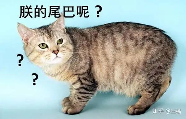 你见过哪些奇奇怪怪的猫？ - 三橘的回答- 知乎