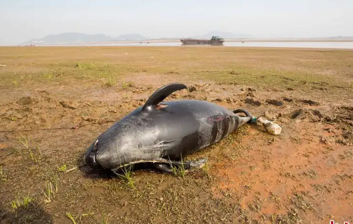 驴友在鄱阳湖湖滩发现江豚尸体 鄱阳湖水下到底有什么秘密？