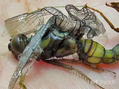 毛毛虫化蝶有失败的吗? - 知乎