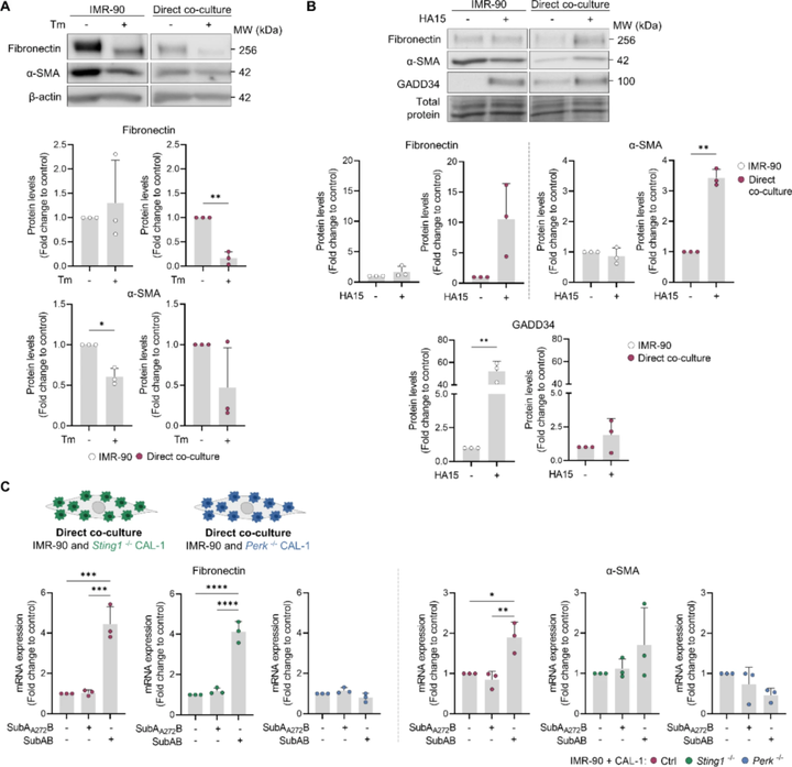 在漿細胞樣樹突狀細胞系中促進內(nèi)質(zhì)網(wǎng)應(yīng)激可驅(qū)動成纖維細胞活化