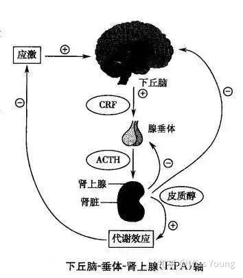 運動對皮質醇有影響嗎