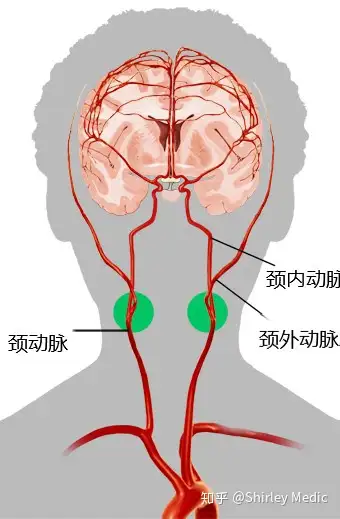 主动脉压力感受器图片