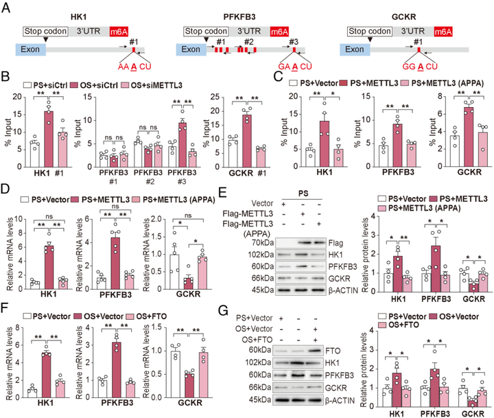 甲基轉(zhuǎn)移酶3（METTL3）介導(dǎo)動(dòng)脈粥樣硬化易發(fā)性血流誘導(dǎo)的內(nèi)皮細(xì)胞糖酵解