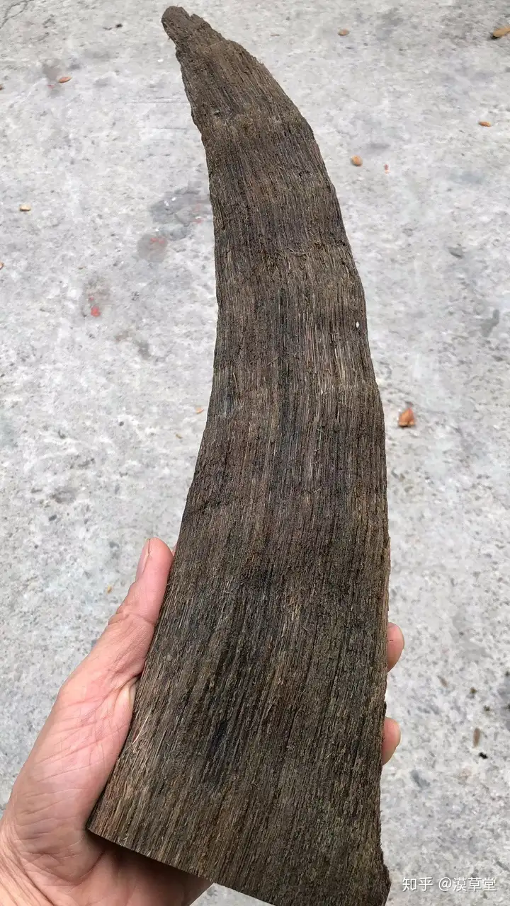 披毛犀角制品是不是有明显惺臭味?-第2张图片-阔酒网 披毛犀角制品是不是有明显惺臭味?-第2张图片-阔酒网
