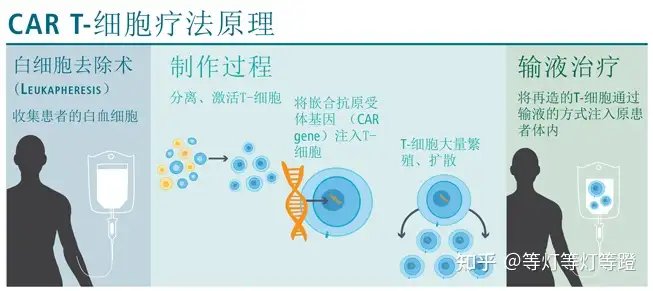 癌症免疫疗法CAR-T 的基本原理是什么？ - 知乎