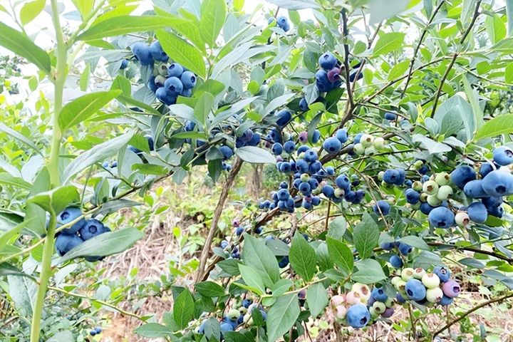 贵州黄平：把自然资源优势转化为优质蓝莓产业优势