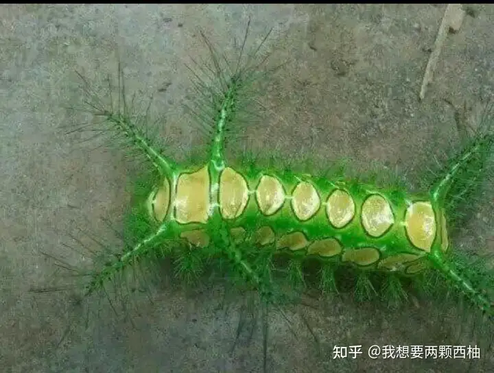 这种绿色的毛虫用您那里的方言怎么称呼? - 知乎
