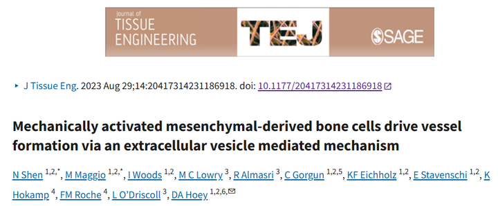 機械激活的間充質(zhì)衍生骨細胞通過細胞外囊泡介導(dǎo)的機制驅(qū)動血管生成