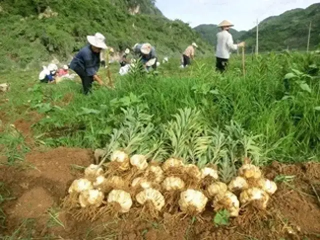 什么种植赚钱最快（农村种植什么好养又赚钱）