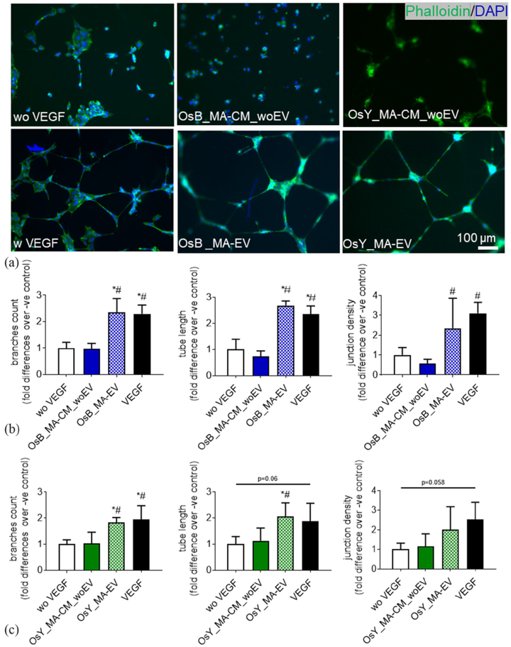 機械激活的間充質(zhì)衍生骨細胞通過細胞外囊泡介導(dǎo)的機制驅(qū)動血管生成