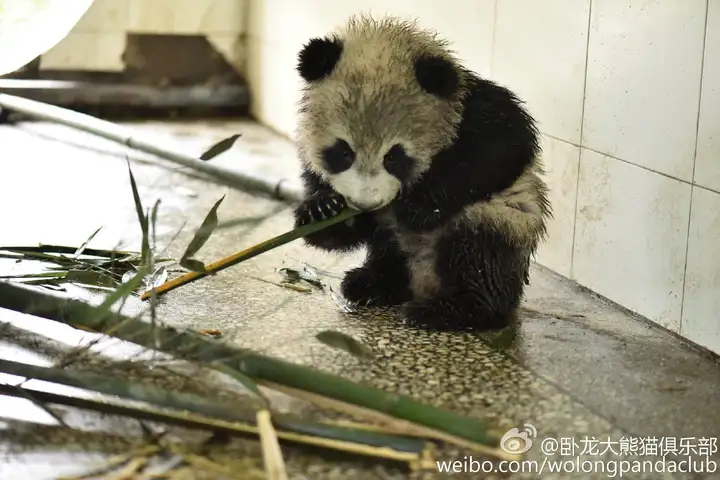 大熊猫放假表演“自挂东南枝”（真龙凌云细支香烟价格表图真龙凌云多少...） 第8张