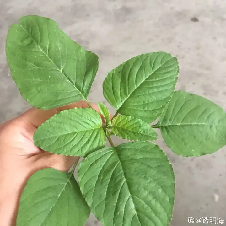 野菜的种类和图片大全名称（38种野菜图片大全）