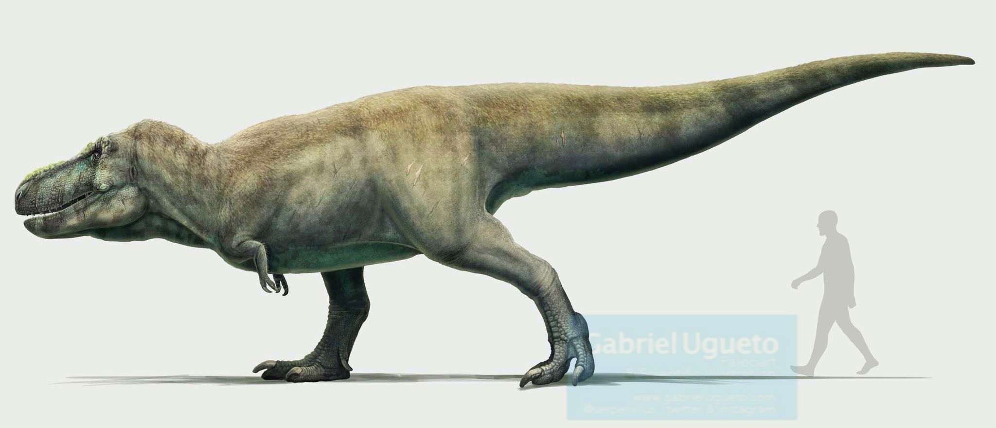 阿尔萨斯肉丸 的想法: 〖转推〗——霸王龙复原形象变迁 ■图源