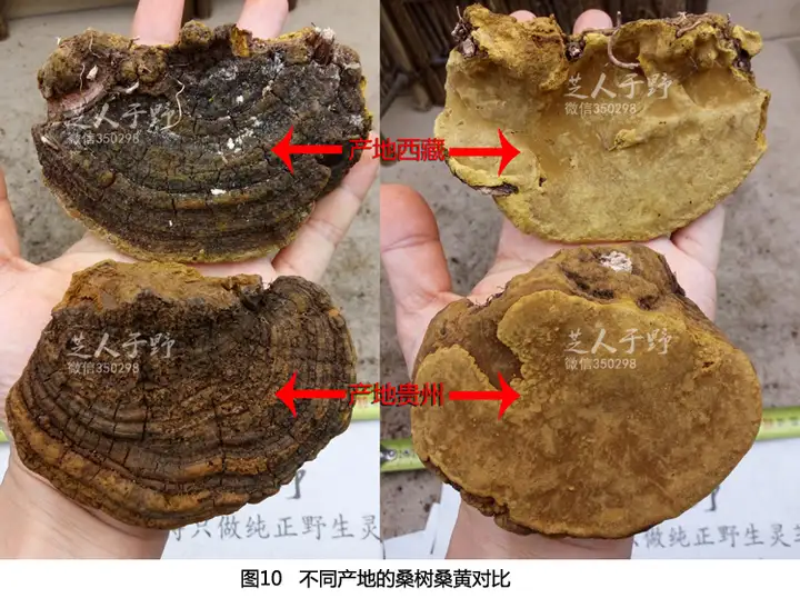 因为一些身体上的问题，需要一些野生桑树桑黄，一查发现有很多种桑黄，我应该怎么去分辨？（野生桑黄的作用?）